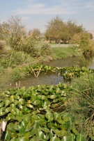 צלם: רונית סבירסקי