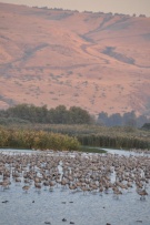 צלם: רונית סבירסקי