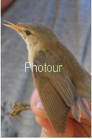 צלם: רונית סבירסקי