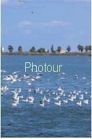 צלם: רונית סבירסקי