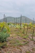 צלם: רונית סבירסקי