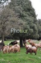 צלם: רונית סבירסקי