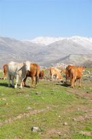 צלם: רונית סבירסקי