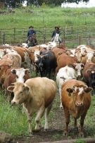 צלם: רונית סבירסקי