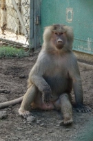 צלם: רונית סבירסקי