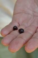 צלם: רונית סבירסקי