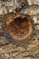 צלם: רונית סבירסקי