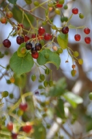 צלם: רונית סבירסקי
