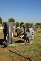 צלם: רונית סבירסקי