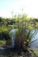 צלם: רונית סבירסקי
