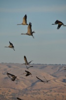 צלם: רונית סבירסקי
