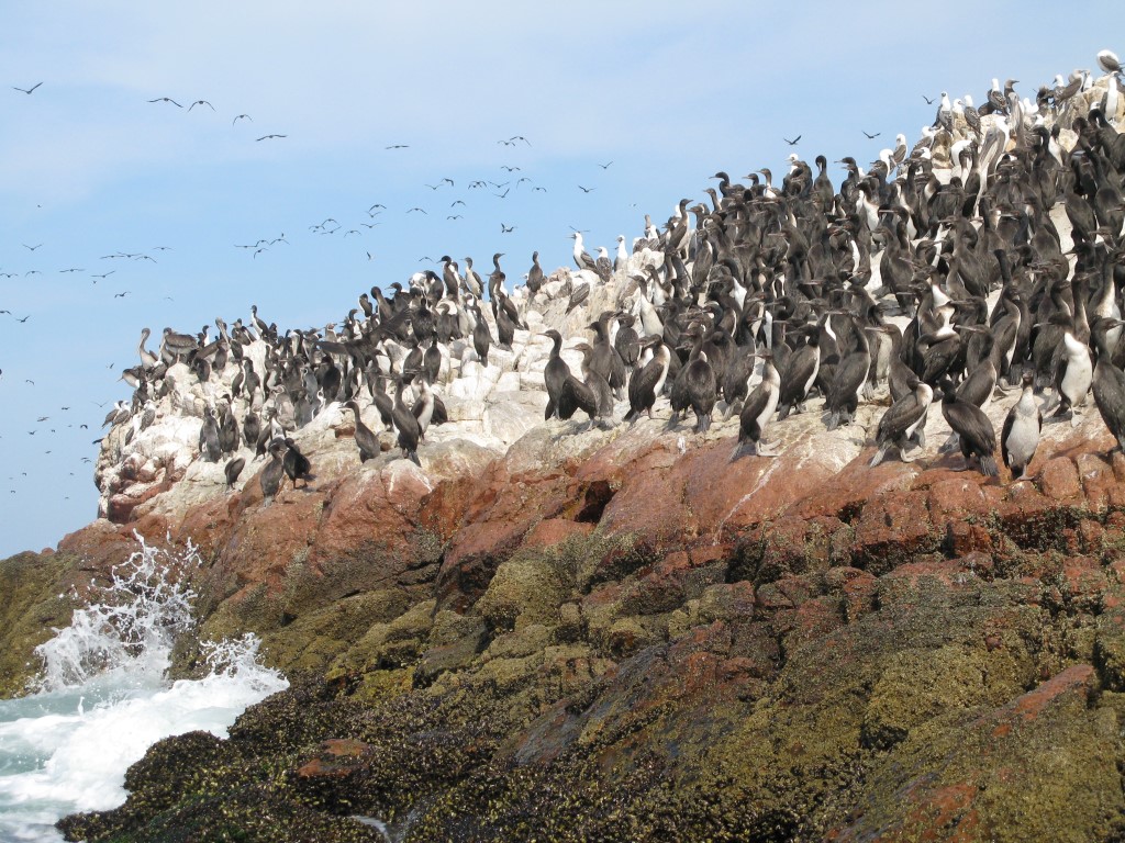 איי באייסטאס בפרו - עשרות אלפי פינגוונים